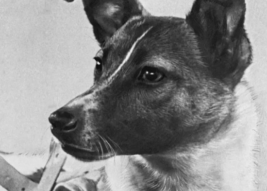 Laika portrait